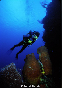 My son, Andrew, hovering over large sponges, Grand Cayman... by David Gilchrist 